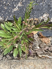 Lepidium virginicum