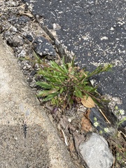 Lepidium virginicum