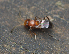Encyrtus