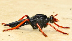 Proagonistes