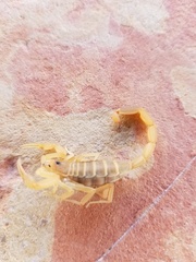 Centruroides vittatus