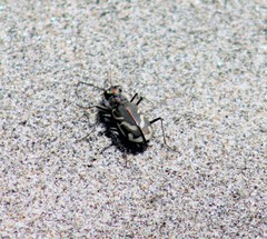 Cicindela bellissima
