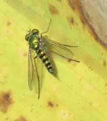 Condylostylus graenicheri