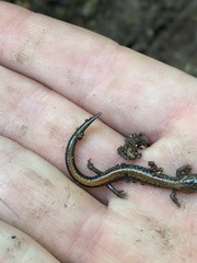 Plethodon dorsalis