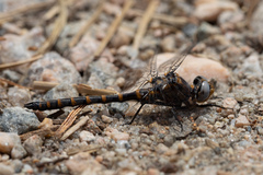 Williamsonia lintneri