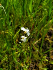 Cardamine penduliflora
