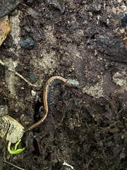 Plethodon dorsalis