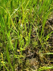 Cardamine penduliflora