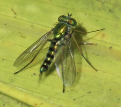 Condylostylus graenicheri