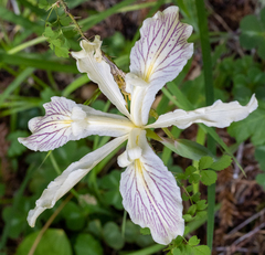 Iris purdyi