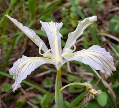 Iris purdyi
