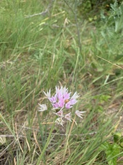 Allium unifolium