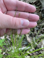 Trichophorum planifolium