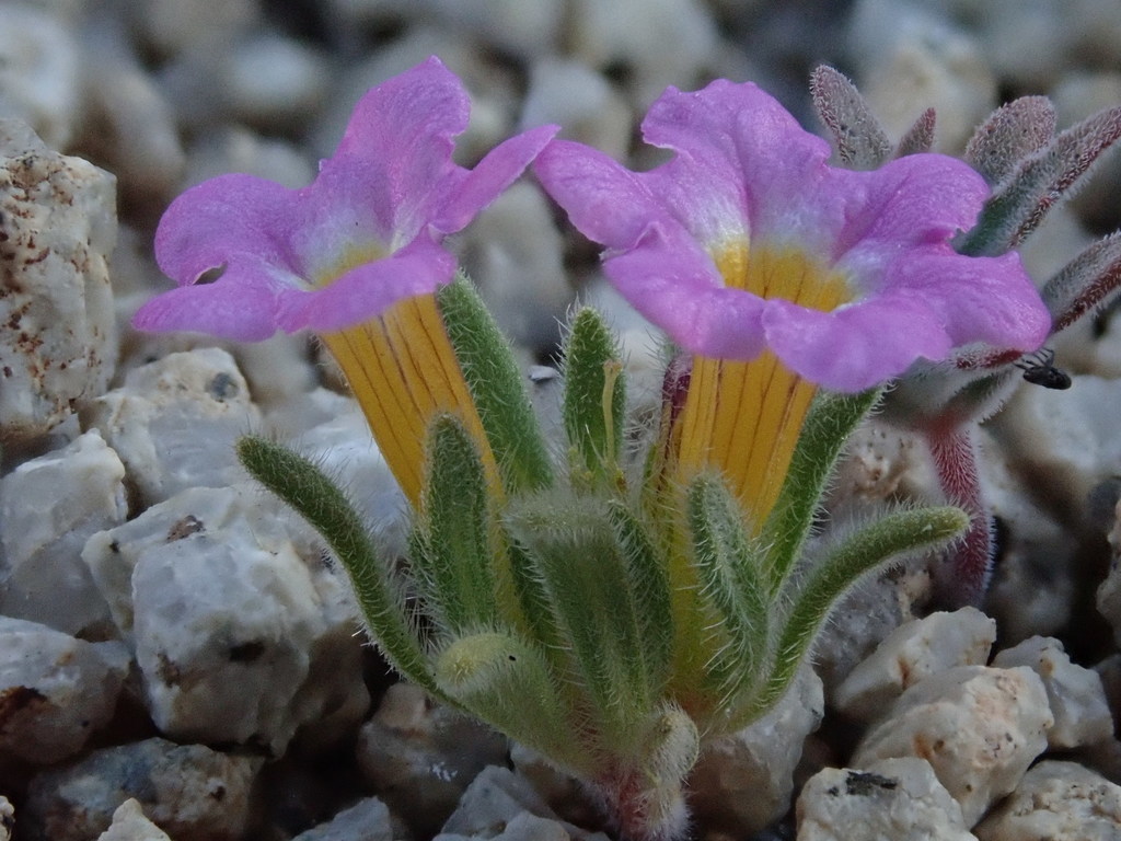 Ground nama (Nama aretioides)