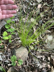 Trichophorum planifolium