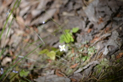 Houstonia caerulea