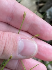 Trichophorum planifolium