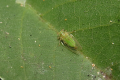 Platycorypha erythrinae