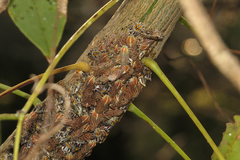 Aetalion reticulatum