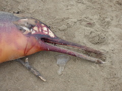 Pontoporia blainvillei