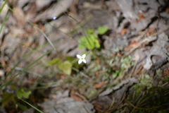 Houstonia caerulea