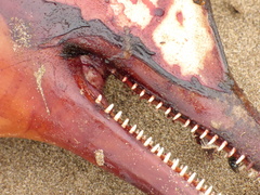 Pontoporia blainvillei