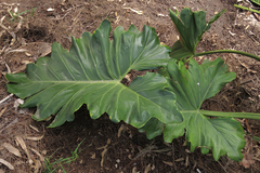 Thaumatophyllum undulatum