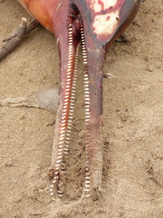 Pontoporia blainvillei