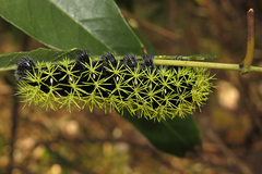 Leucanella viridescens