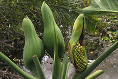 Thaumatophyllum undulatum