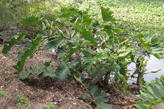 Thaumatophyllum undulatum