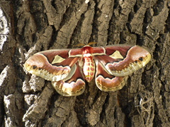 Rothschildia jacobaeae