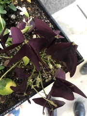 Oxalis