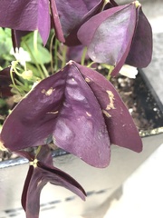 Oxalis