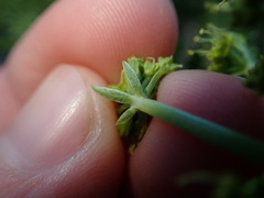 Tauschia parishii