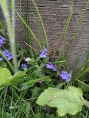 Glechoma hederacea