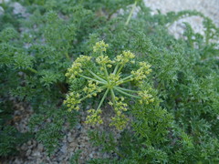 Tauschia parishii