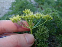 Tauschia parishii