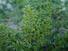 Tauschia parishii
