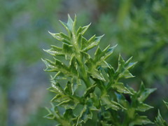 Tauschia parishii