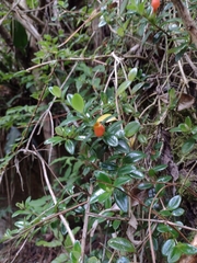 Nematanthus