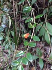 Nematanthus