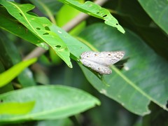 Junonia atlites atlites