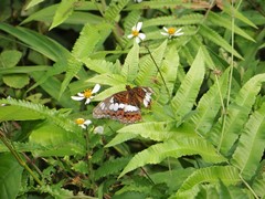 Moduza procris procris