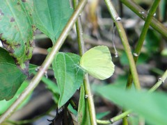 Eurema hecabe hecabe