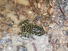 Eleutherodactylus leprus