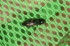 Selatosomus suckleyi