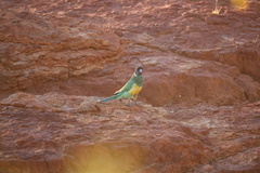 Barnardius zonarius zonarius