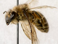 Colletes inaequalis