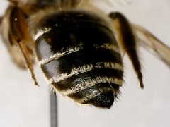 Colletes inaequalis